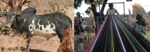 zebu1